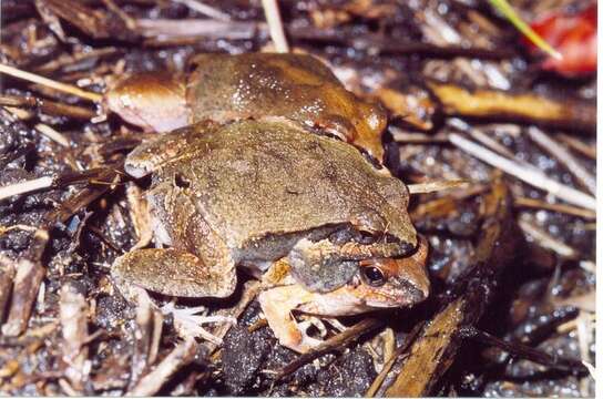 Image of Central Dwarf Frog; rãzinha