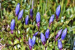 Image of Bog Gentian