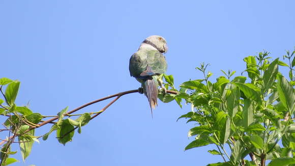 Image of Blue-winged Parakeet