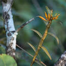 Image of Dendrobium jerdonianum Wight