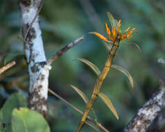 صورة Dendrobium jerdonianum Wight