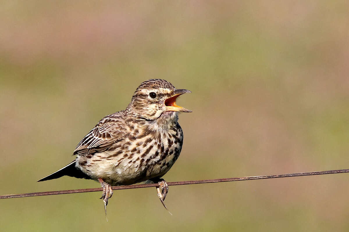 Image of Large-billed Lark