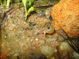 Image of Cope’s Swamp Frog