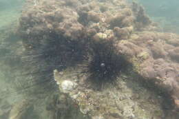 Image of Long-spined sea urchin