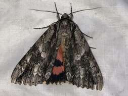 Image of Mother Underwing