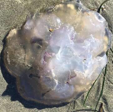 Image of Pacific moon jelly