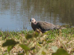 Image of Red-eyed Dove