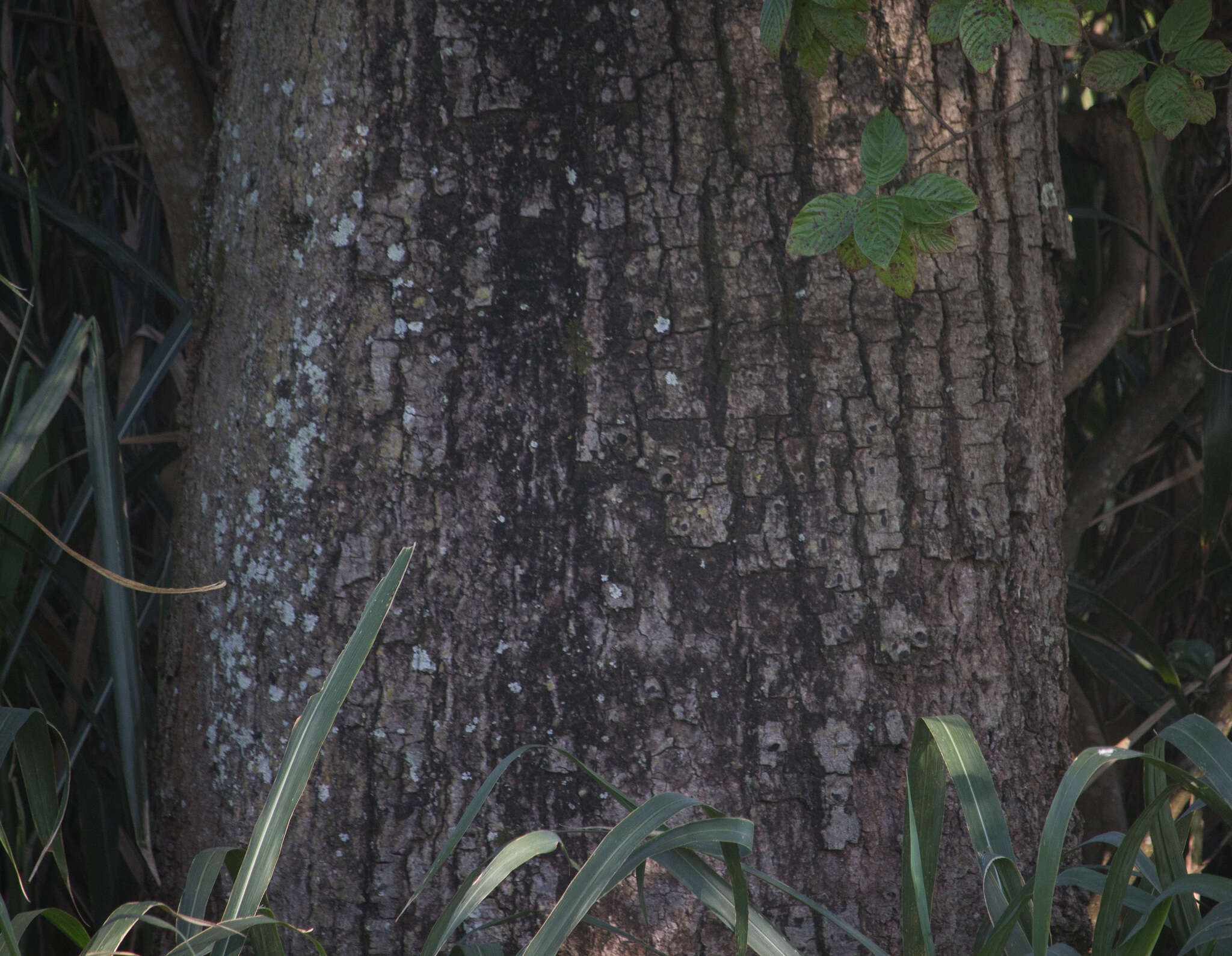 Image of Ceiba pubiflora (A. St.-Hil.) Schum.