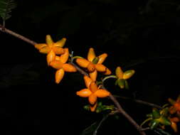 Image de Clarisia ilicifolia (Spreng.) Lanj. & Rossb.