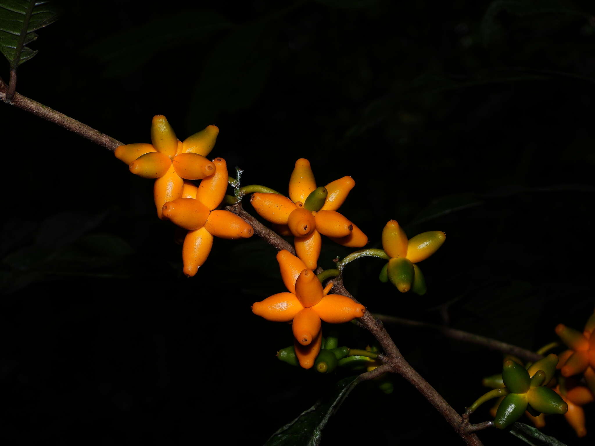 Image de Clarisia ilicifolia (Spreng.) Lanj. & Rossb.