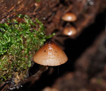 Image of Mycena mulawaestris Grgur. 2003