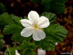 Image of cloudberry