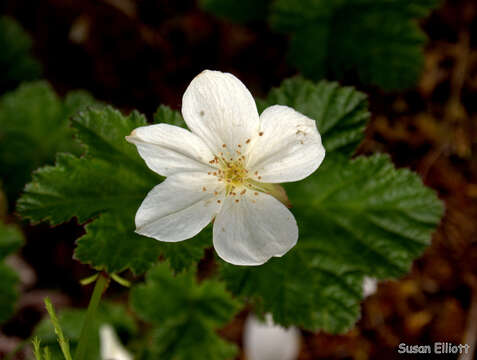 Rubus chamaemorus L. resmi