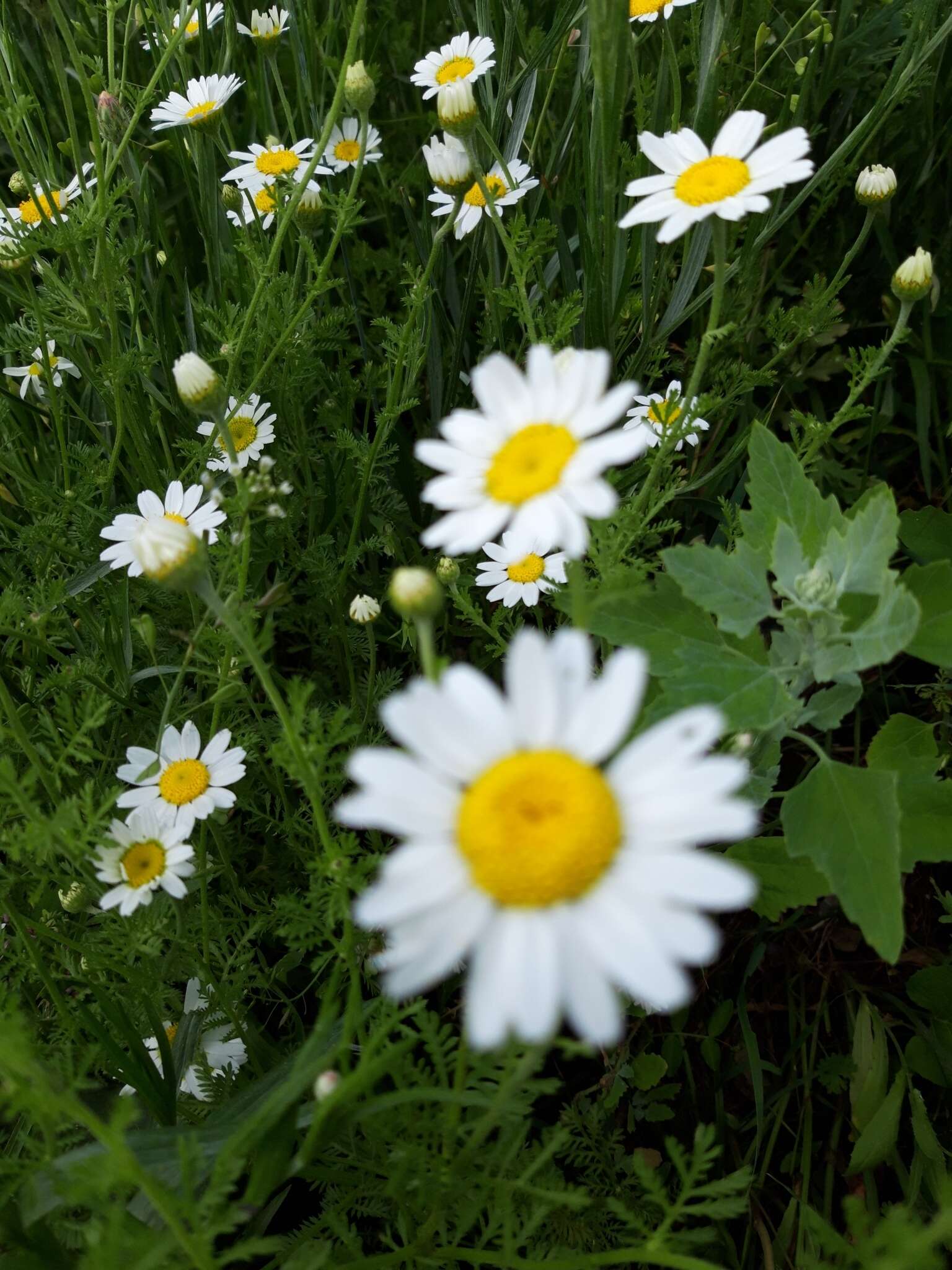 Image of Austrian chamomile