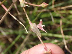 Image de Commelina subulata Roth