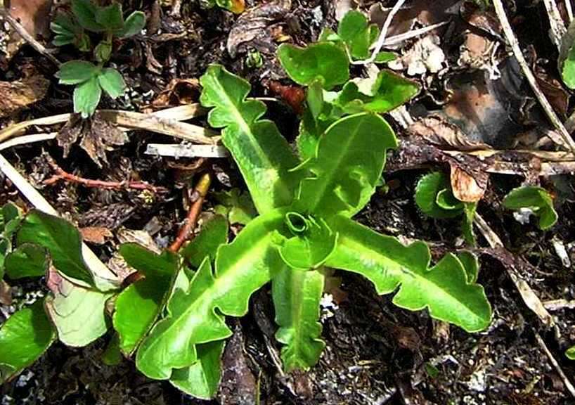 Image of Taraxacum acricorne Dahlst.