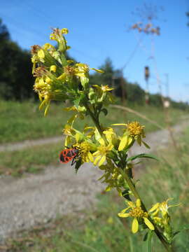 Image of goldenrod