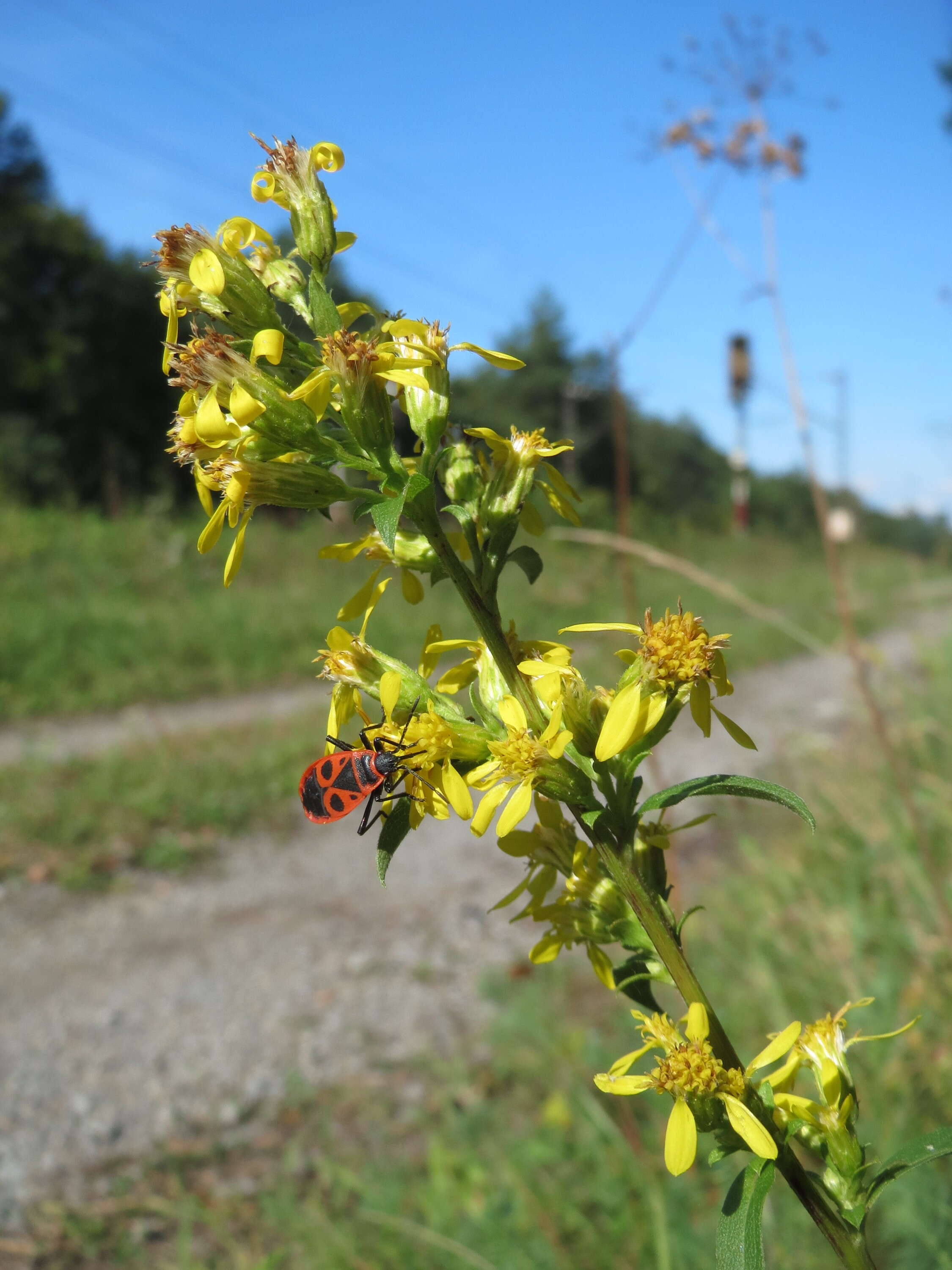 Image of goldenrod