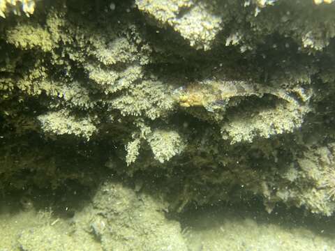 Image of Pit-head sculpin