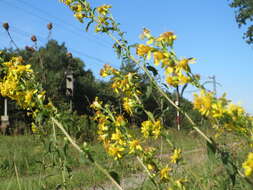 Image of goldenrod