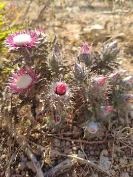 صورة Carlina pygmaea (Post) Holmboe