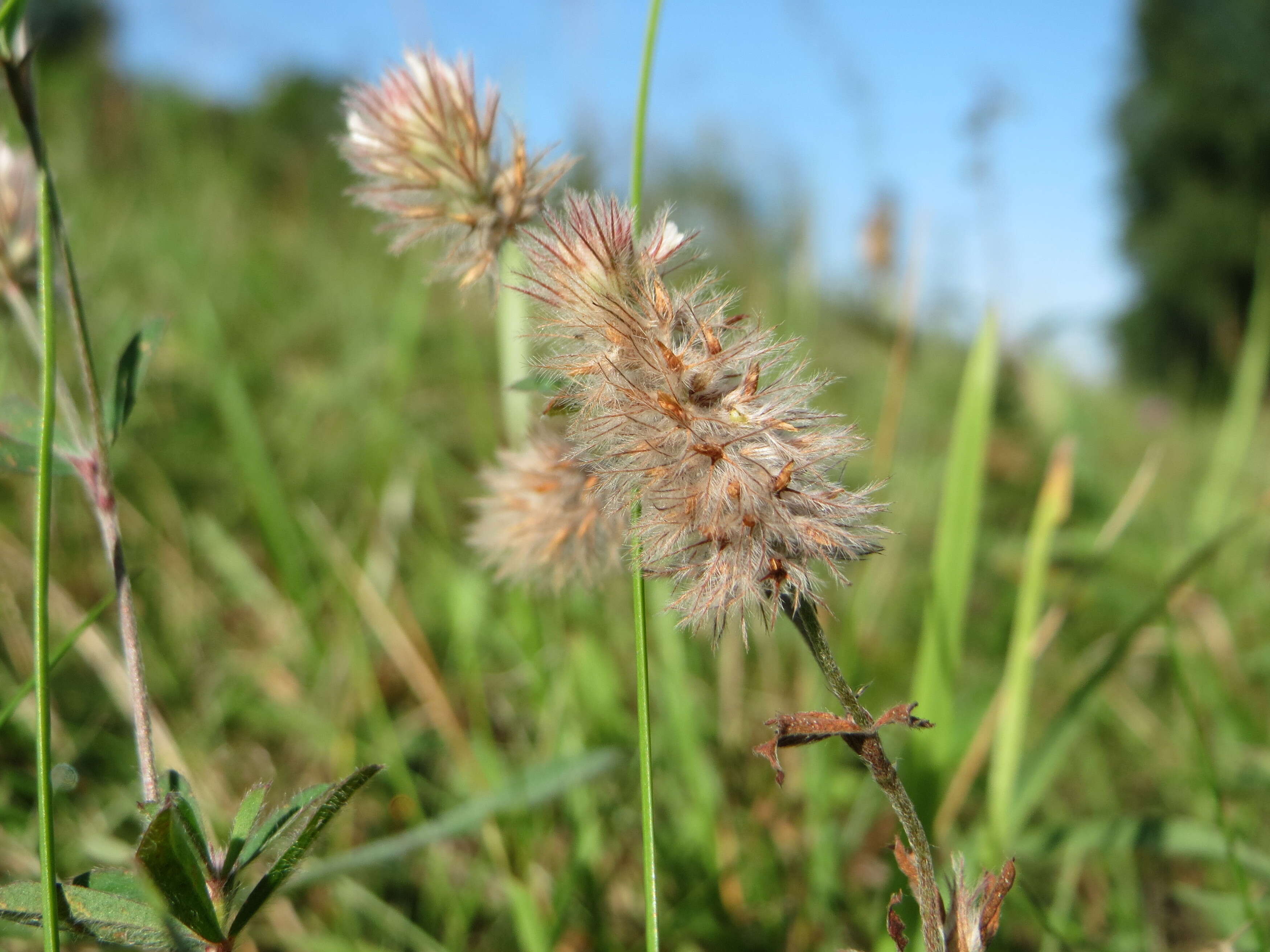 Image of Hare's-foot Clover