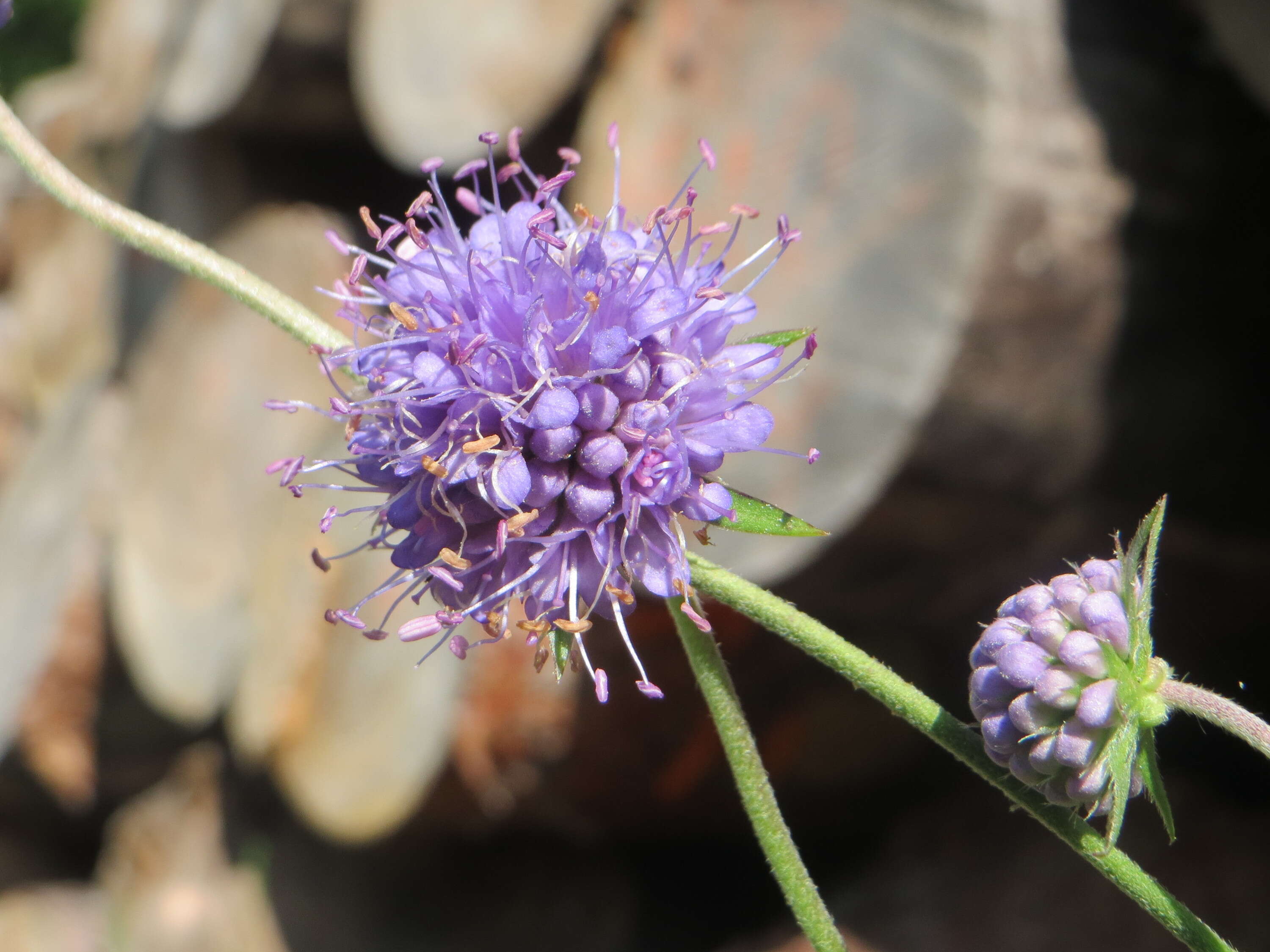 Image of Devil’s Bit Scabious