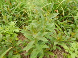 Image of Fortune Loosestrife