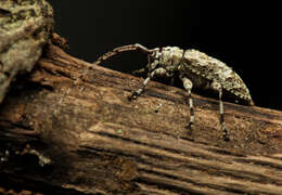 Image of Leptostylopsis argentatus (Jacquelin du Val 1857)