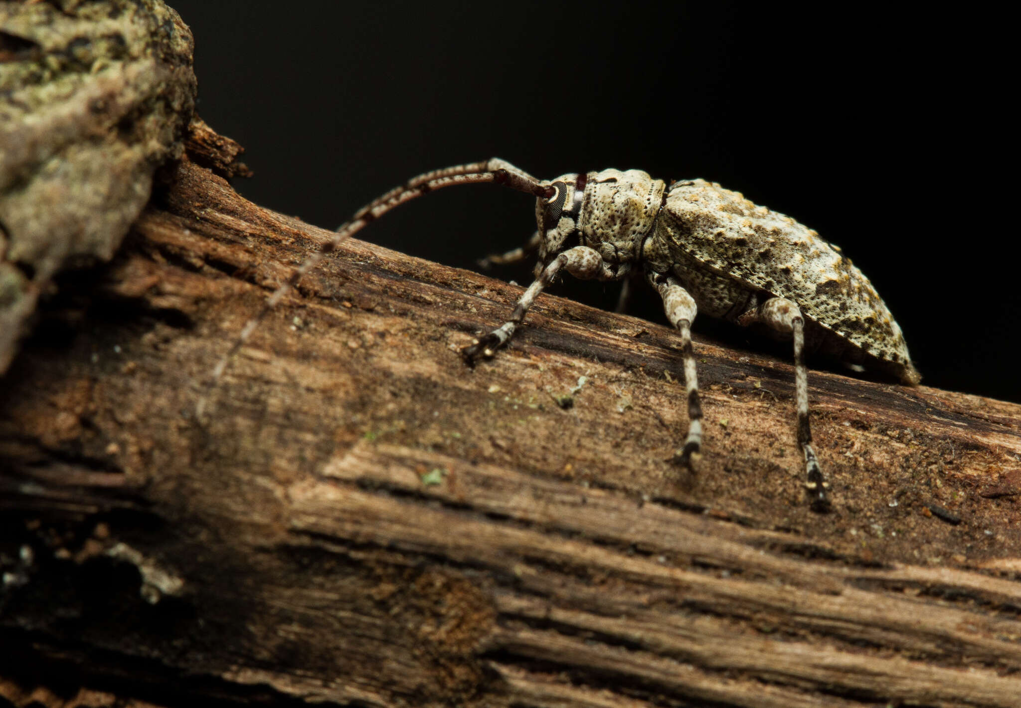 Image of Leptostylopsis argentatus (Jacquelin du Val 1857)