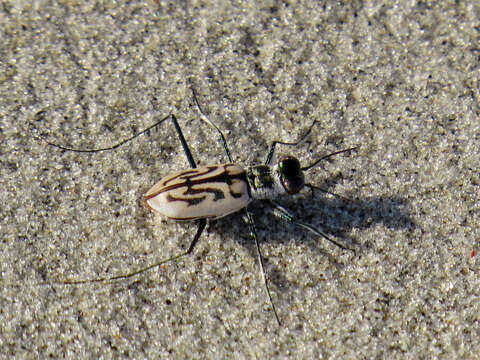 Image of Eastern Beach Tiger Beetle