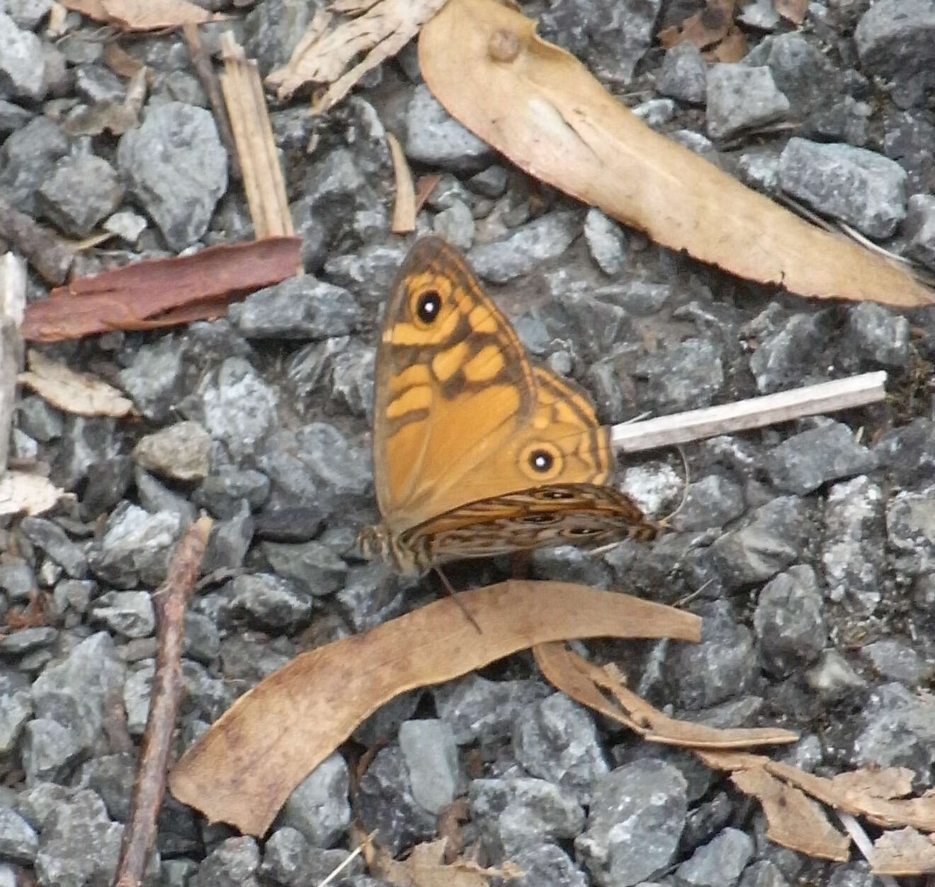 Image of Geitoneura acantha Donovan 1805