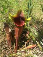 Image of pitcherplant