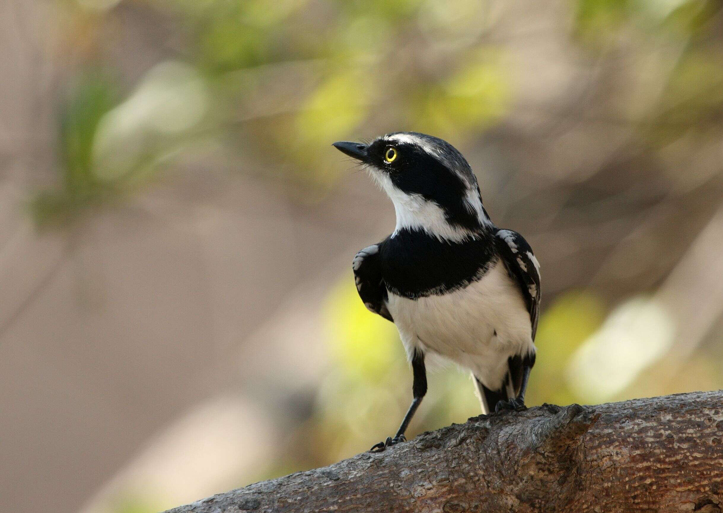 Image of Chinspot Batis