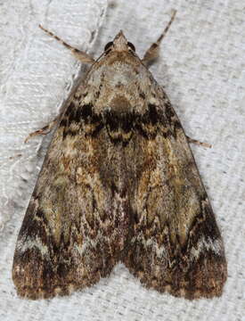 Image of Little Underwing