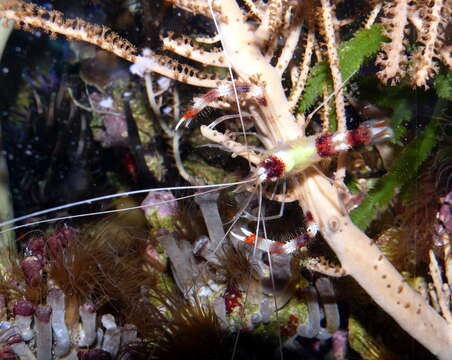 Image of Banded Coral Shrimp