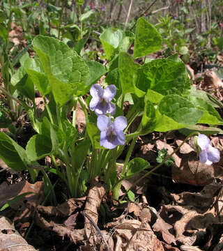Слика од Viola mirabilis L.