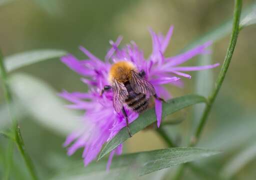 Image of Brown-banded carder bee