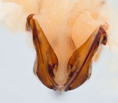 Image of Brown-banded carder bee