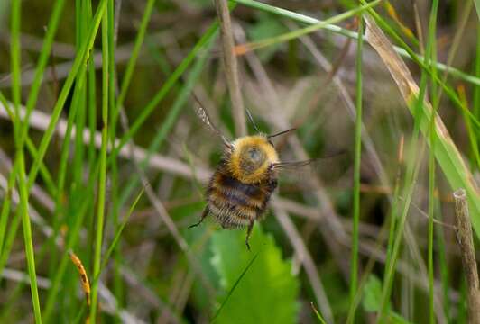 Image of Brown-banded carder bee