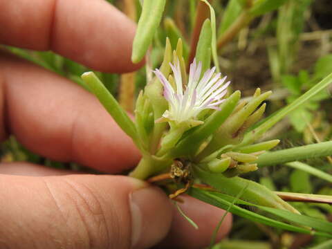 Imagem de Delosperma herbeum (N. E. Br.) N. E. Br.