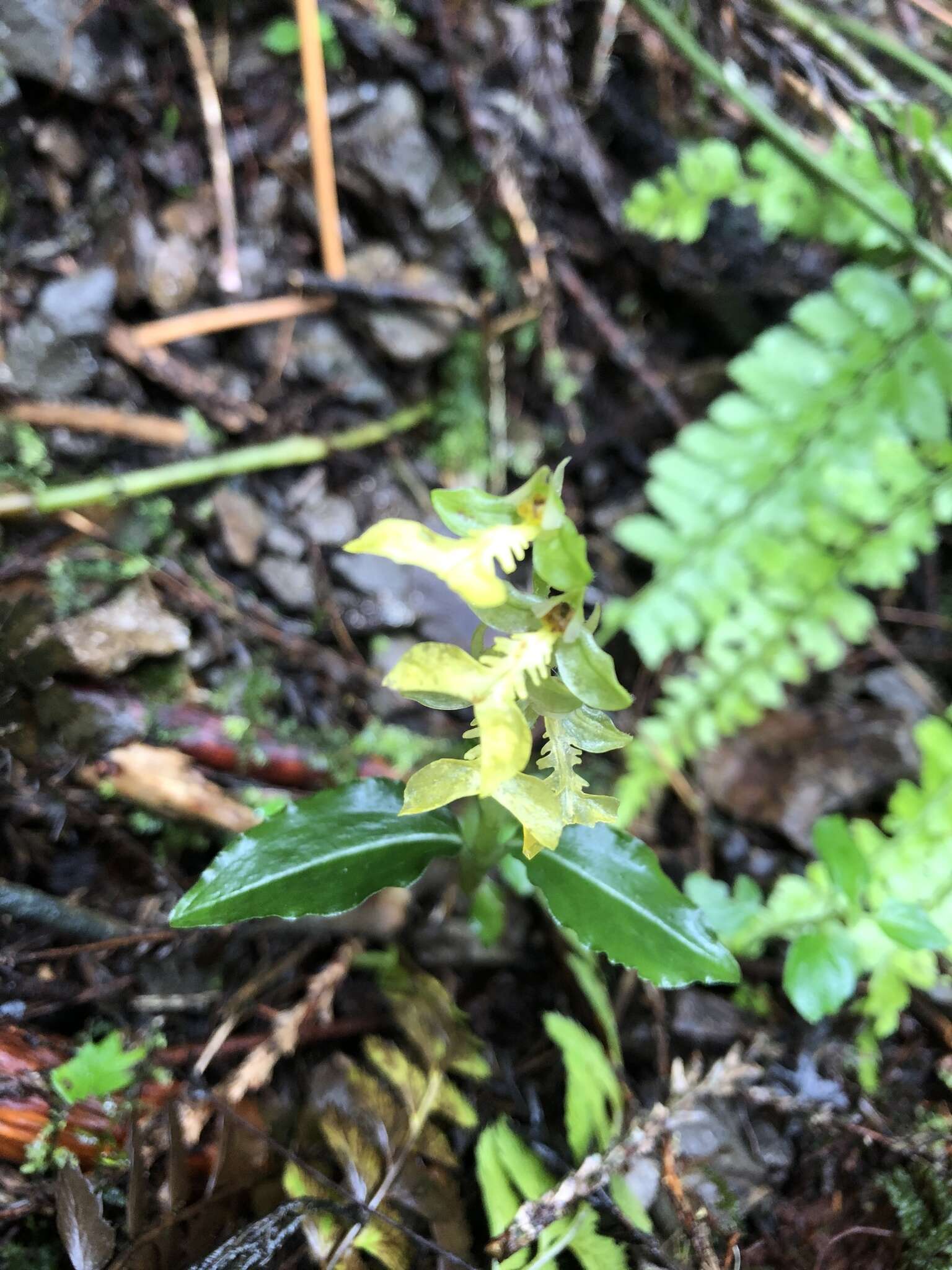 Odontochilus lanceolatus (Lindl.) Blume resmi