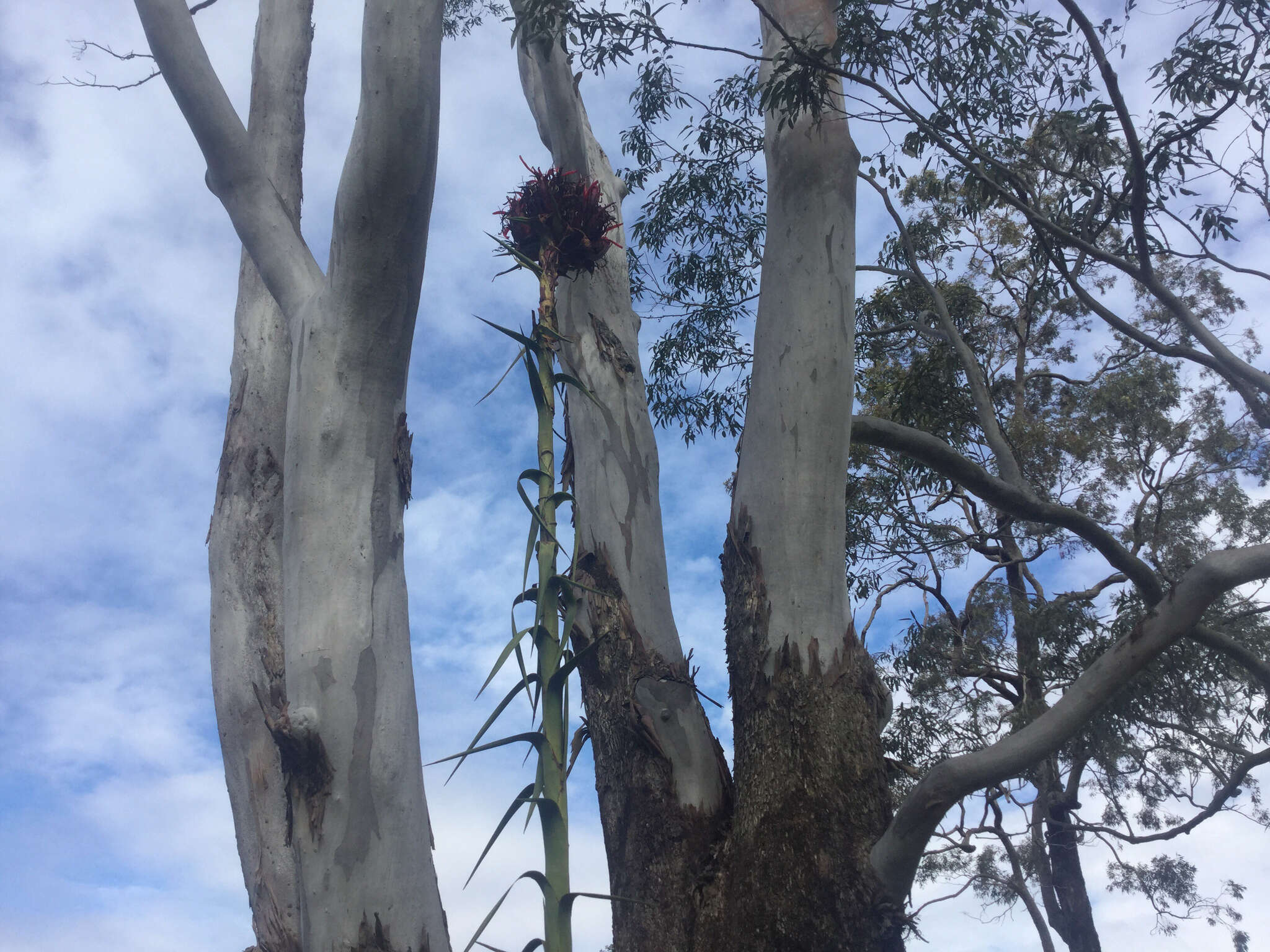 Doryanthes excelsa Corrêa resmi