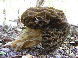 Imagem de Morchella esculenta (L.) Pers. 1801