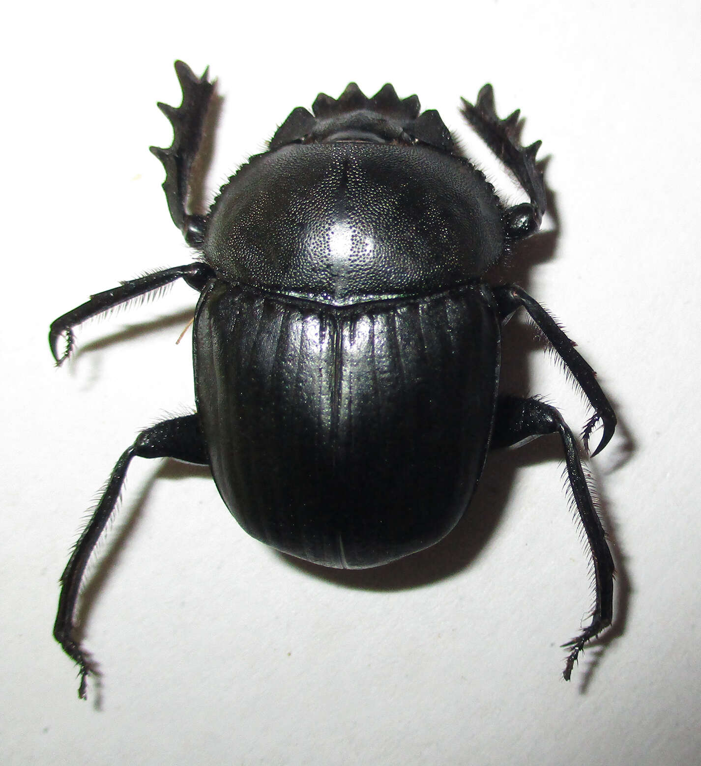 Image of Scarabaeus ambiguus (Boheman 1857)