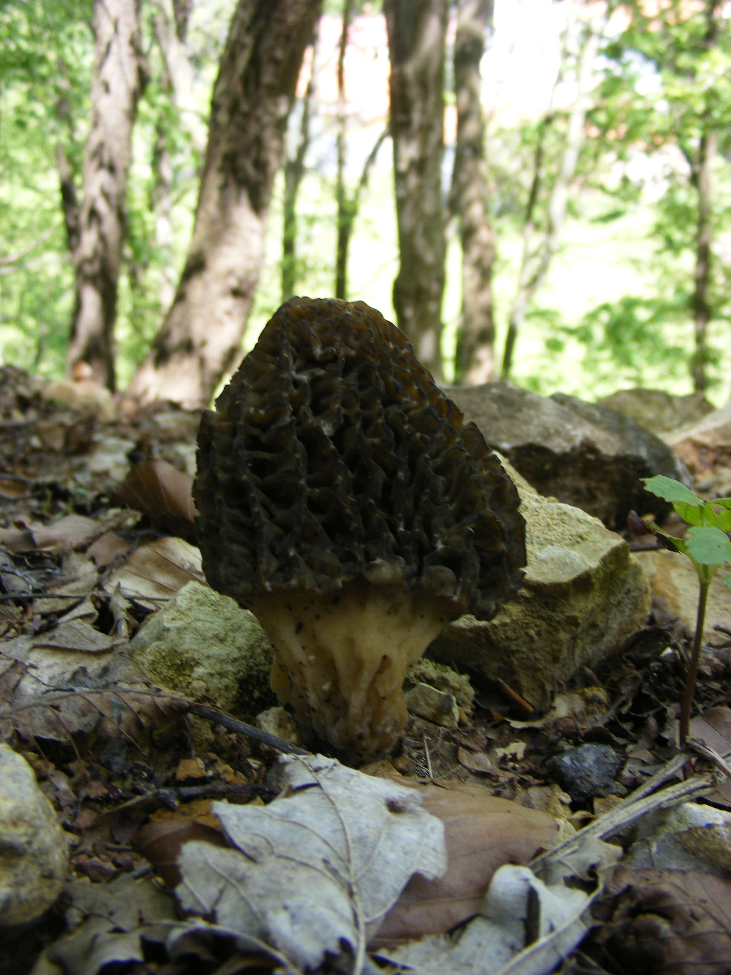 Imagem de Morchella esculenta (L.) Pers. 1801