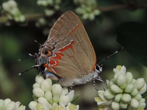 Image of Dusky-blue Groundstreak