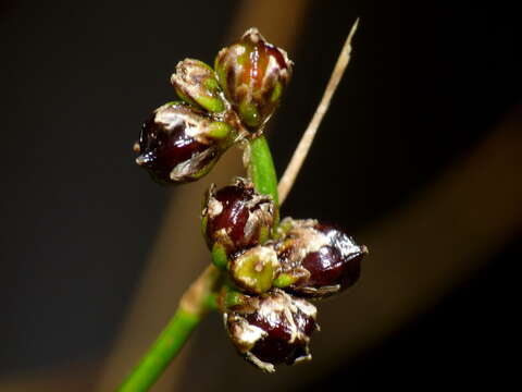 Imagem de Juncus novae-zelandiae Hook. fil.