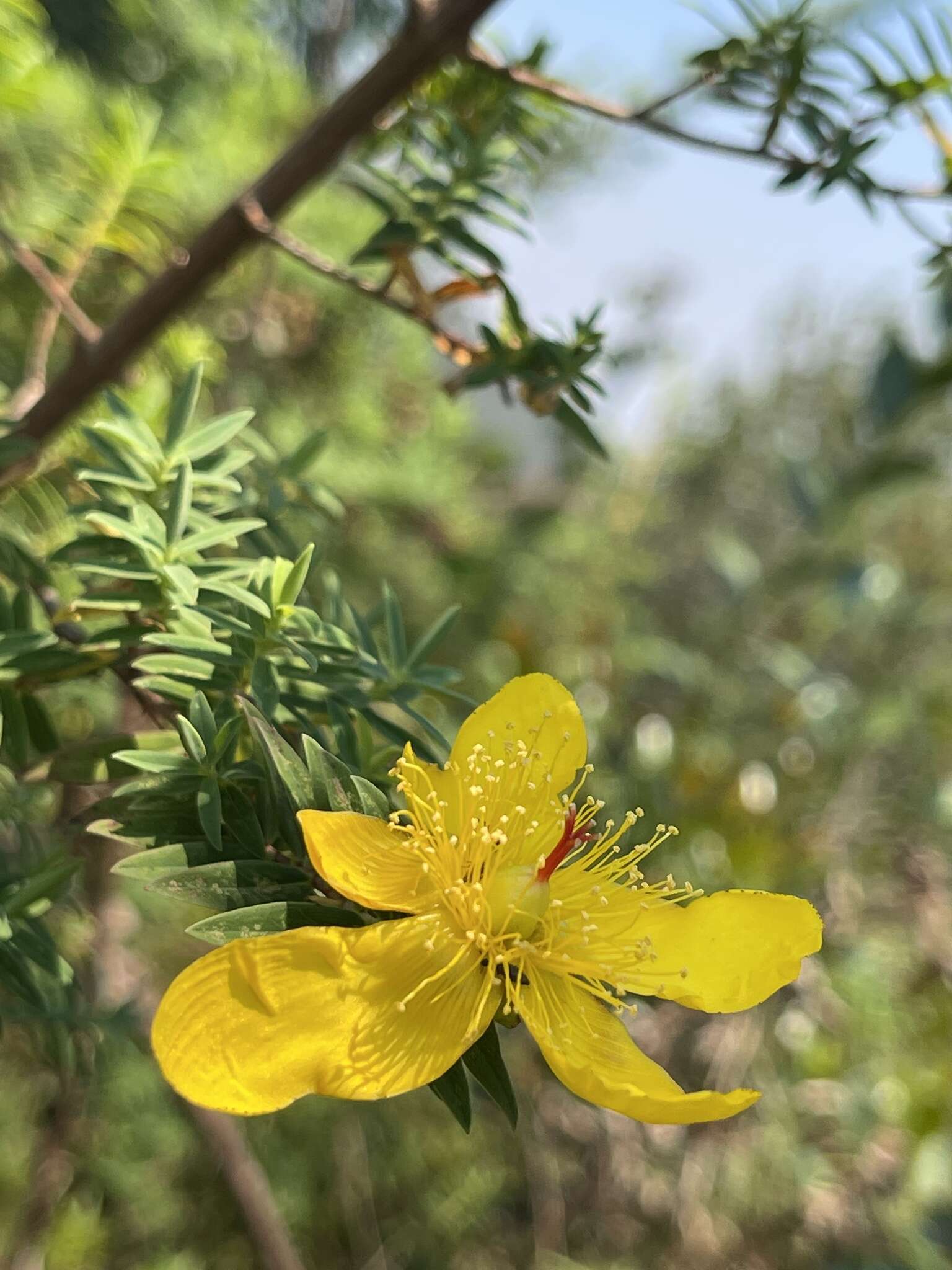 Image of Hypericum revolutum Vahl