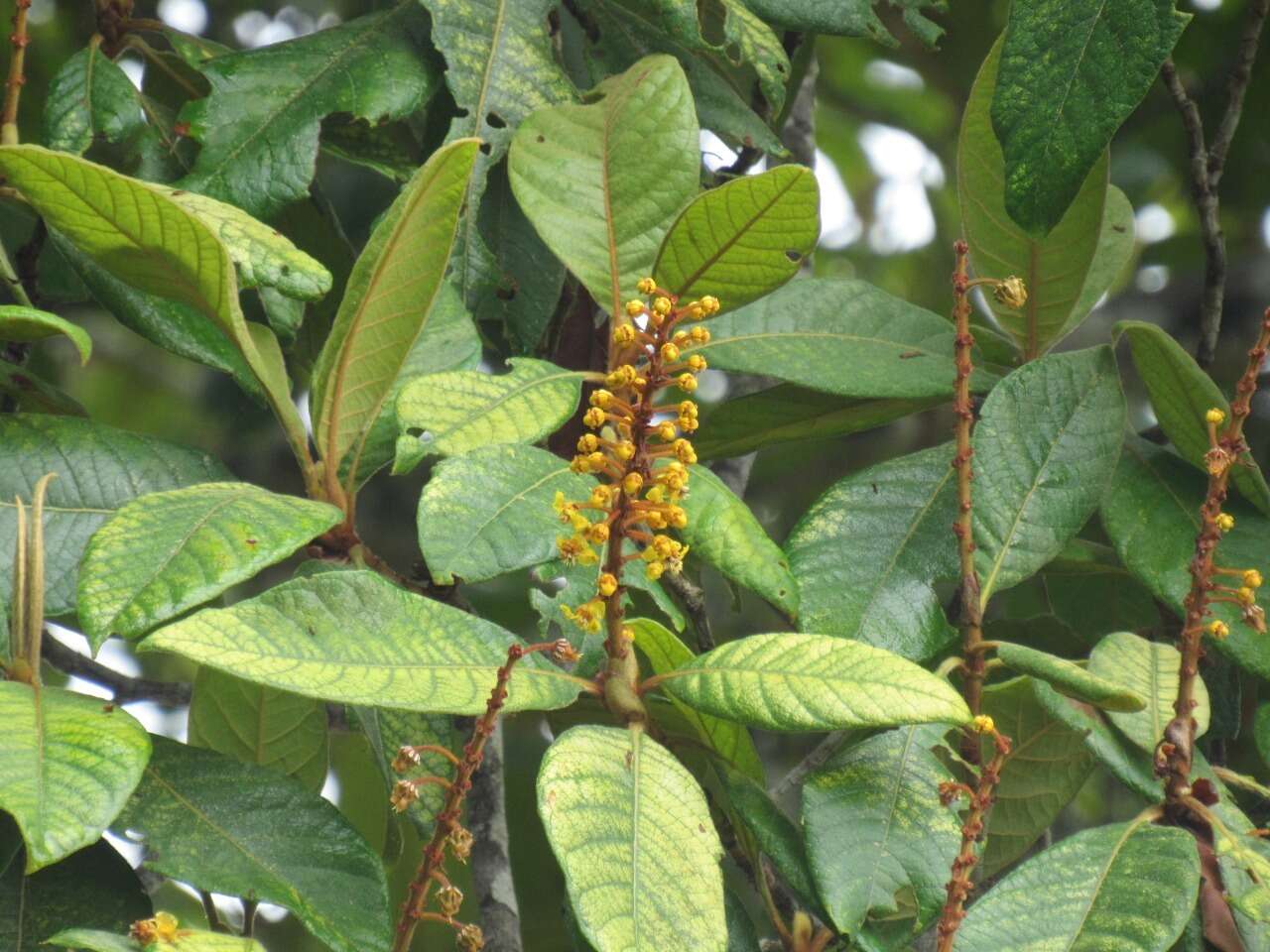 Image of Byrsonima stipulacea A. Juss.